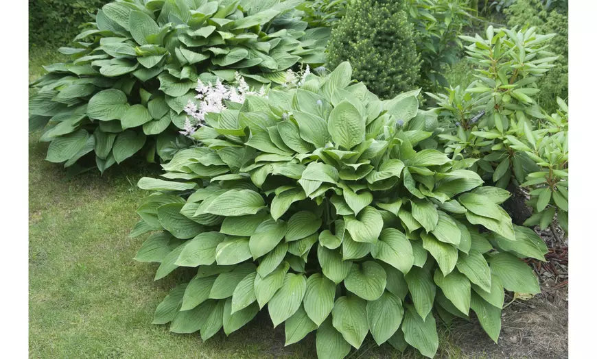 Hardy Heart-Shaped Hosta Bare Roots (Set of 6,12, or 24)