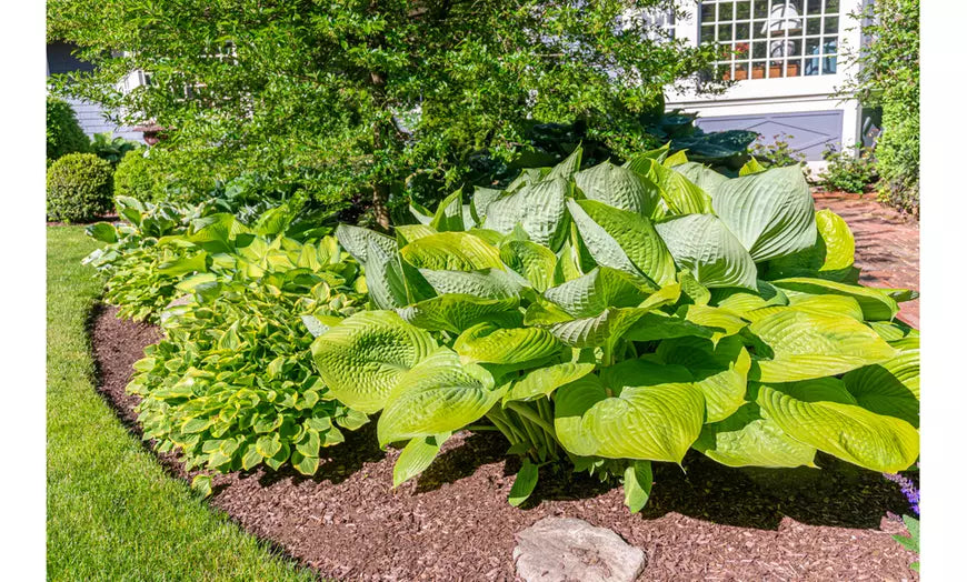 Granny's Giant Hosta Bare Root Plants (3-, 6-, 12-Pack With Planting Tool)