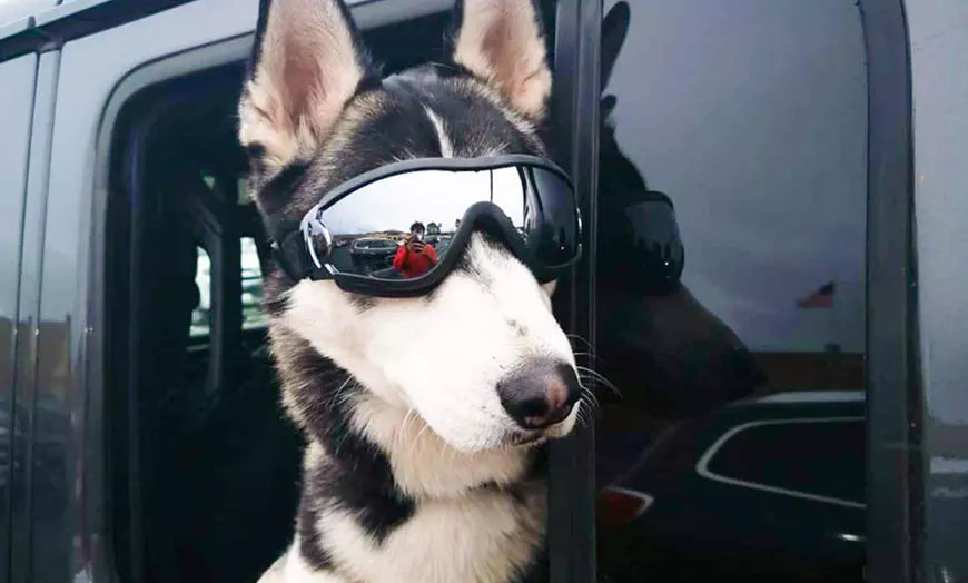 Dog Goggles Cool Sunglasses Large UV Protection Adjustable Strap Dog Glasses Pet