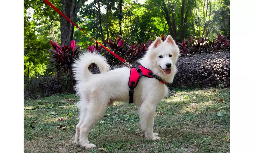 Dog Vest Pet Collar Soft Adjustable Harness Pet No-Pull Hand Strap