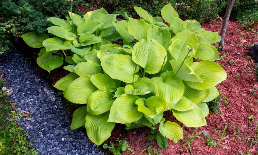 Granny's Giant Hosta Bare Root Plants (3-, 6-, 12-Pack With Planting Tool)