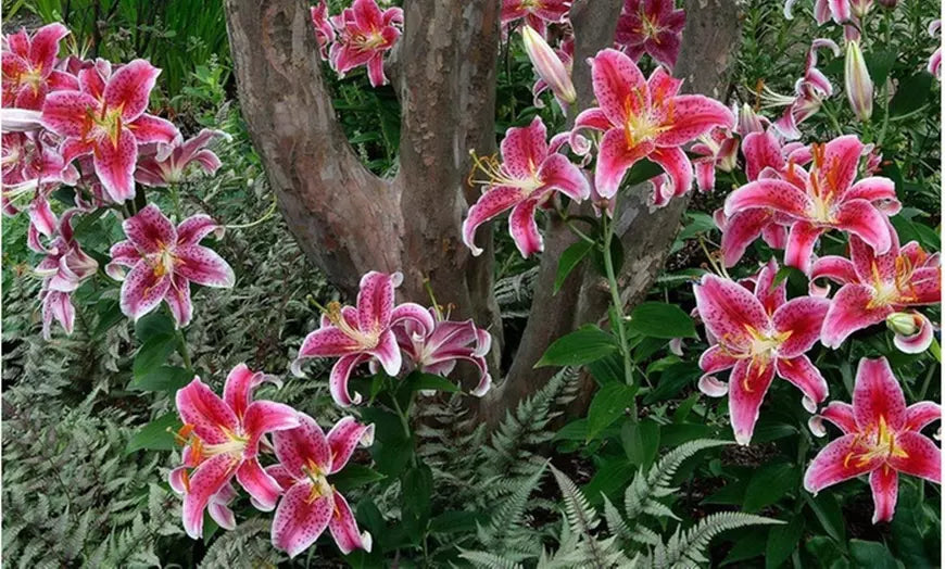 Giant Stargazer Lily Flower Bulbs (6-, 12-, 30-Pack with Planting Tool)