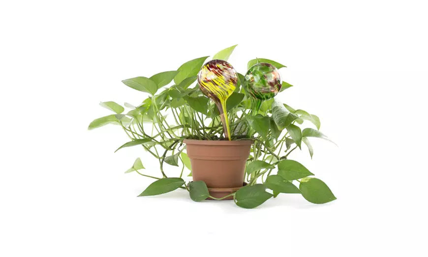 Indoor/Outdoor Plant Self-Watering Globes (Multi Pack)